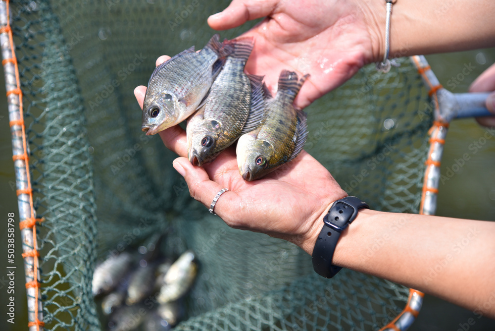 Baby tilapia, tilapia fishbreeding and culture, tilapia in a natural