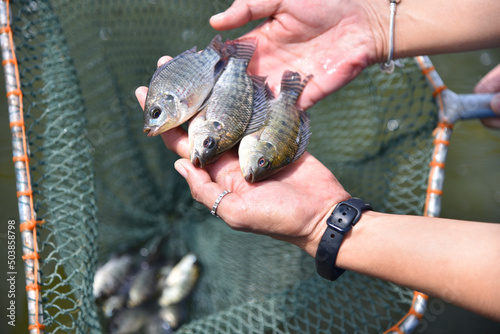 Baby tilapia,  tilapia fishbreeding and culture, tilapia in a natural system. photo