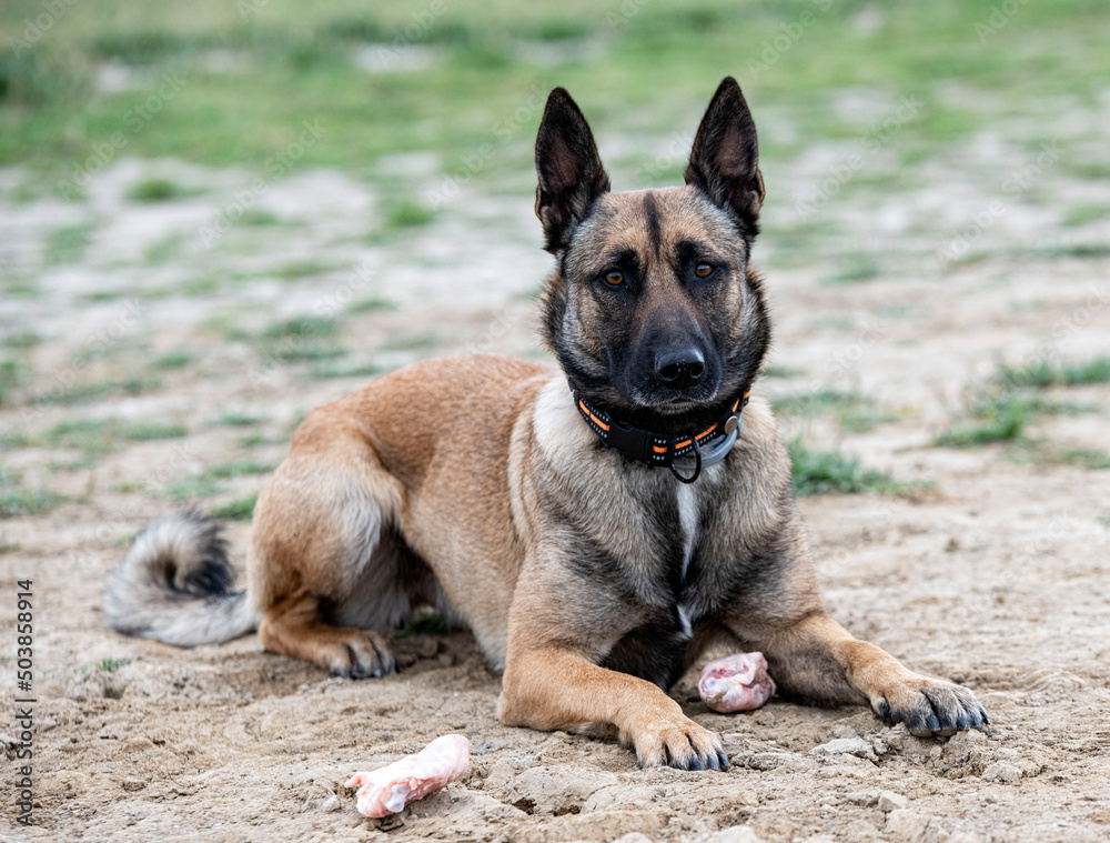 training of belgian shepherd