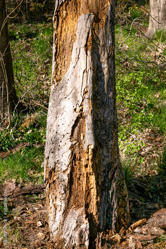 The old tree is destroyed and eaten by bark beetles. The old tree is destroyed and eaten by bark beetles.