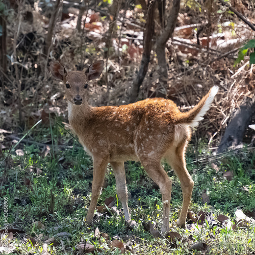 Spotted deer in the forest in India © Pascale Gueret