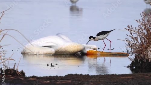 A pelican kill by Avian Flu on Frank Lake and a Black-necked stilt . Concept: H5N1 Avian flu spreading