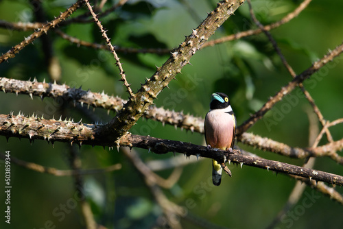 Black and yellow broad-billed birds found in Keng Krachan, Phetchaburi, Thailang. bird on a branch. photo