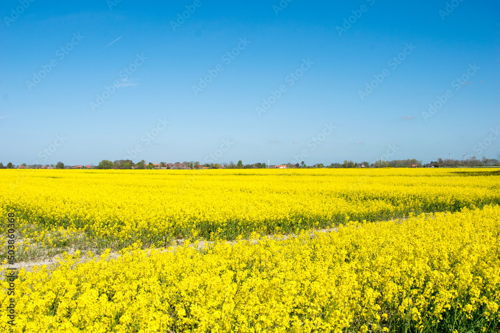 field field