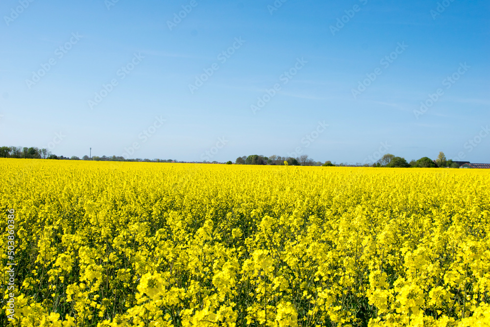 field field