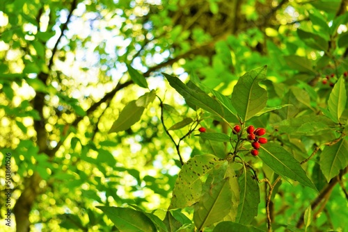 赤い実のついたアオキの枝と緑の葉
