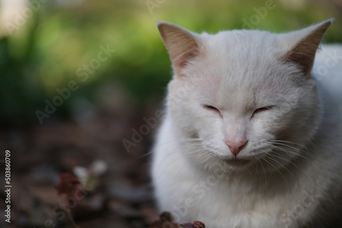 close up one white cat eyes closed napping outdoor. Blur background copy space