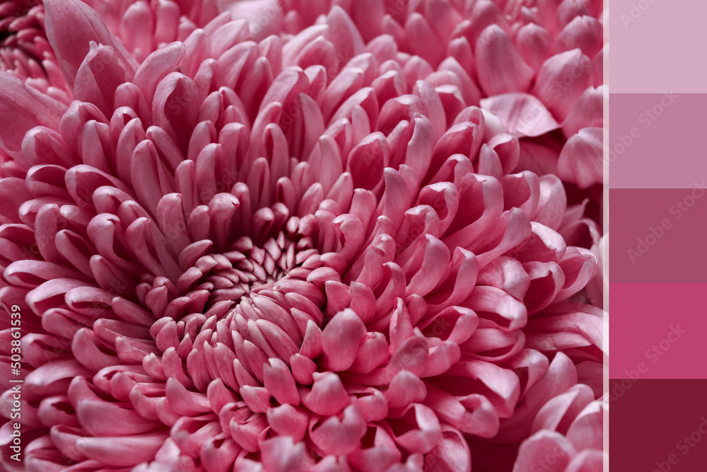 Beautiful chrysanthemum flower, closeup. Different color patterns