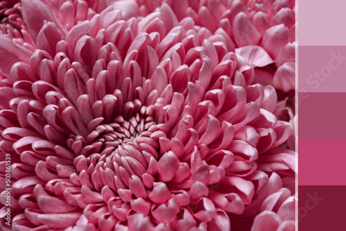 Beautiful chrysanthemum flower  closeup. Different color patterns