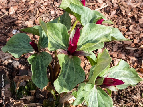 Close-up of the toadshade or toad trillium (Trillium sessile), it has a whorl of three bracts (leaves) and a single trimerous reddish-purple flower with 3 sepals photo
