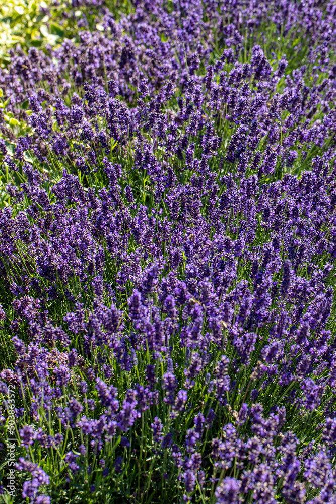 the blooming lavender flowers in Provence, near Sault, France the blooming lavender flowers in Provence, near Sault, France