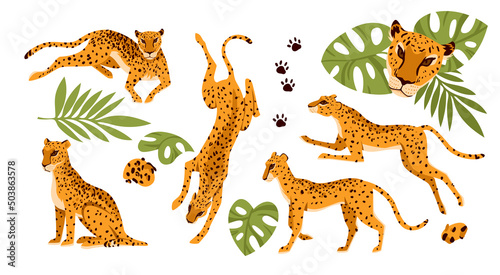 Fotografiet Set of different poses of wild leopard