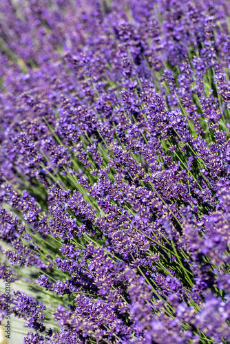  the blooming lavender flowers in Provence  near Sault  France