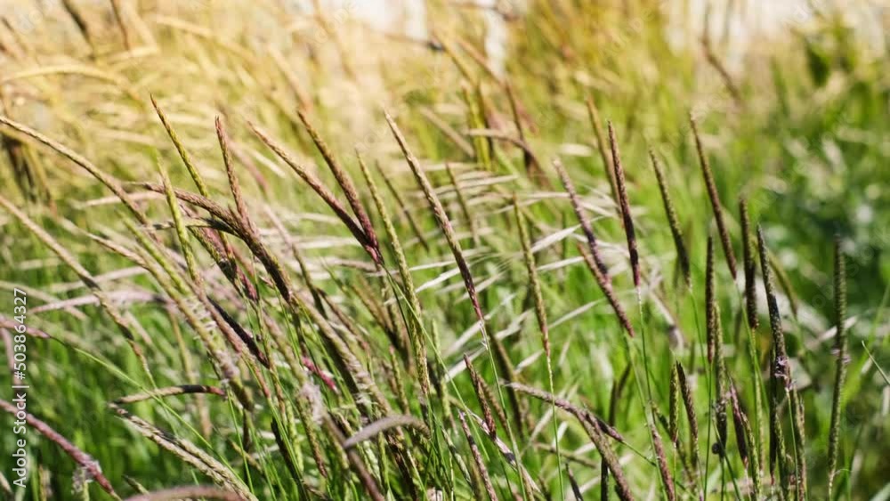 Grass in the meadow sways in the wind, close-up, soft focus on a blurred background. Spikelets of grass moving in the wind, natural background. - summer meadow Grass in the meadow sways in the wind, close-up, soft focus on a blurred background. Spikelets of grass moving in the wind, natural background. - summer meadow