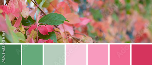 Color palette swatches of amazing autumn leaves of Parthenocissus quinquefolia plant. Blurred background. Contrast green and pastel pinks in fashion color combination. Colorful inspiration from nature