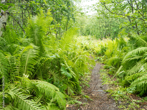 Narrow foot path in luxuriant ferns leaves, lush green foliage. Beautiful growing male fern in the birch tree forest. Natural background. Summer north Sweden © Kristyna