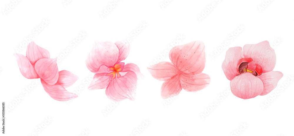 Pink Orchid flowers watercolor collection. Set of romantic flowers isolated on white background. Vector illustration