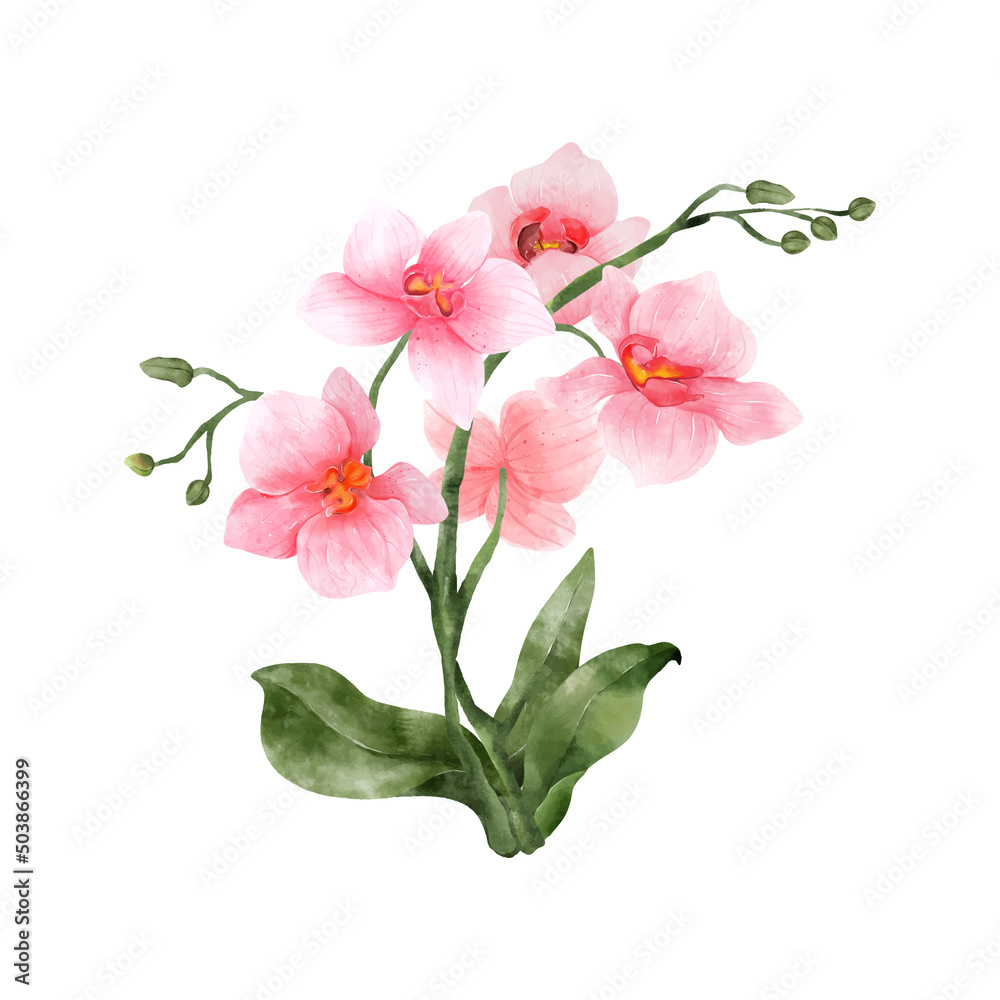 Pink Orchid watercolor flower on white background. Tropical flowers isolated. Vintage pink flowers painting. Vector illustration