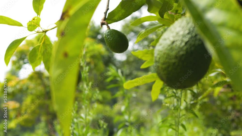 Organic avocado fruit tree plantation 4K high quality footage, Thailand.