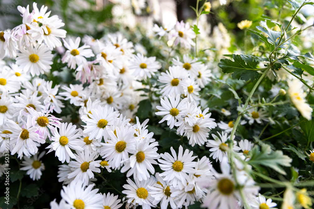 Fototapeta premium EastAsia Wild Flower Chrysanthemum zawadskii , 구절초