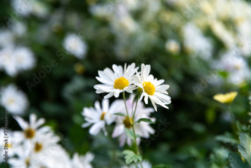 EastAsia Wild Flower Chrysanthemum zawadskii            