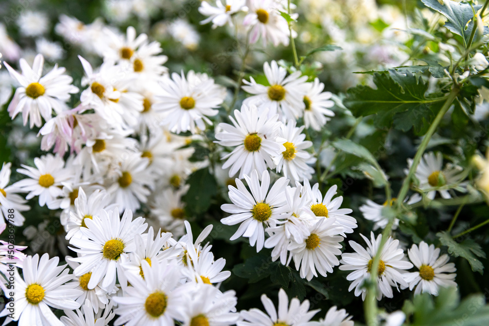 EastAsia Wild Flower Chrysanthemum zawadskii , 구절초 EastAsia Wild Flower Chrysanthemum zawadskii , 구절초