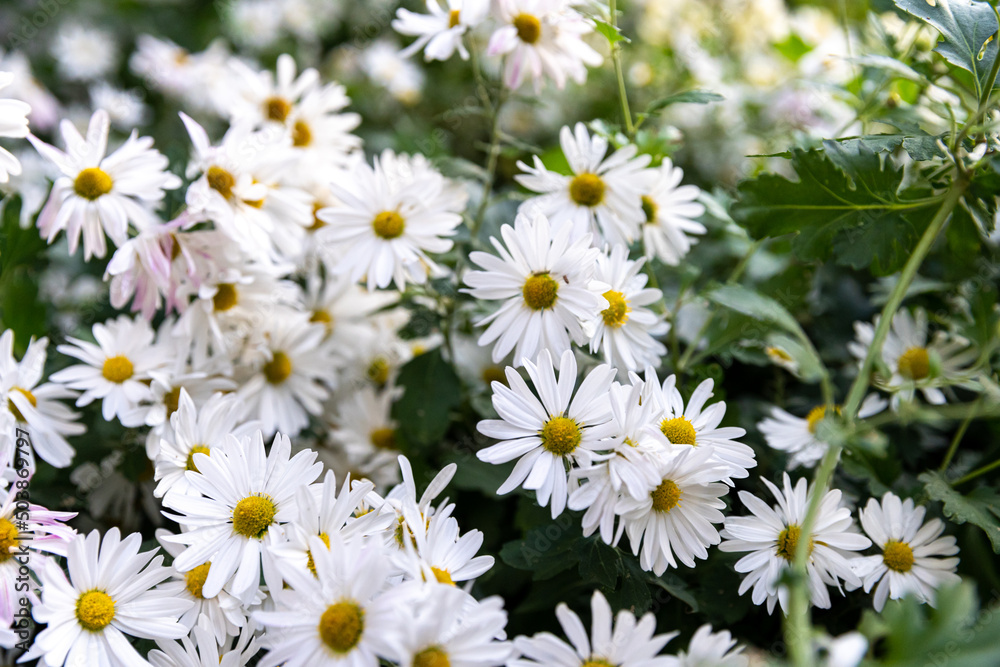 Fototapeta premium East Asia Wild Flower Chrysanthemum zawadskii , 구절초