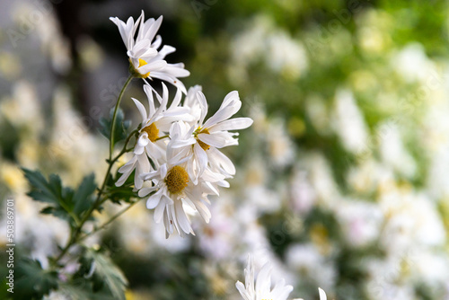 EastAsia Wild Flower Chrysanthemum zawadskii , 구절초 photo