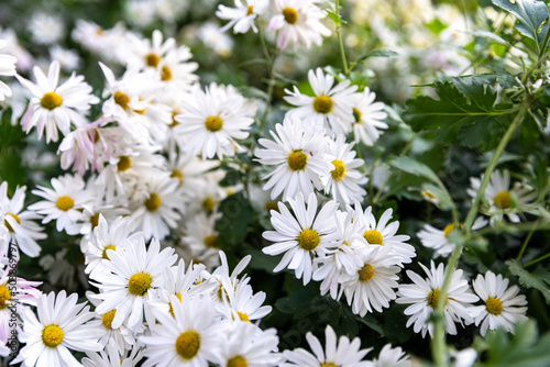 East Asia Wild Flower Chrysanthemum zawadskii            