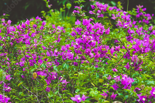 Beautiful Pink Bougainvillea Flowers In The Garden