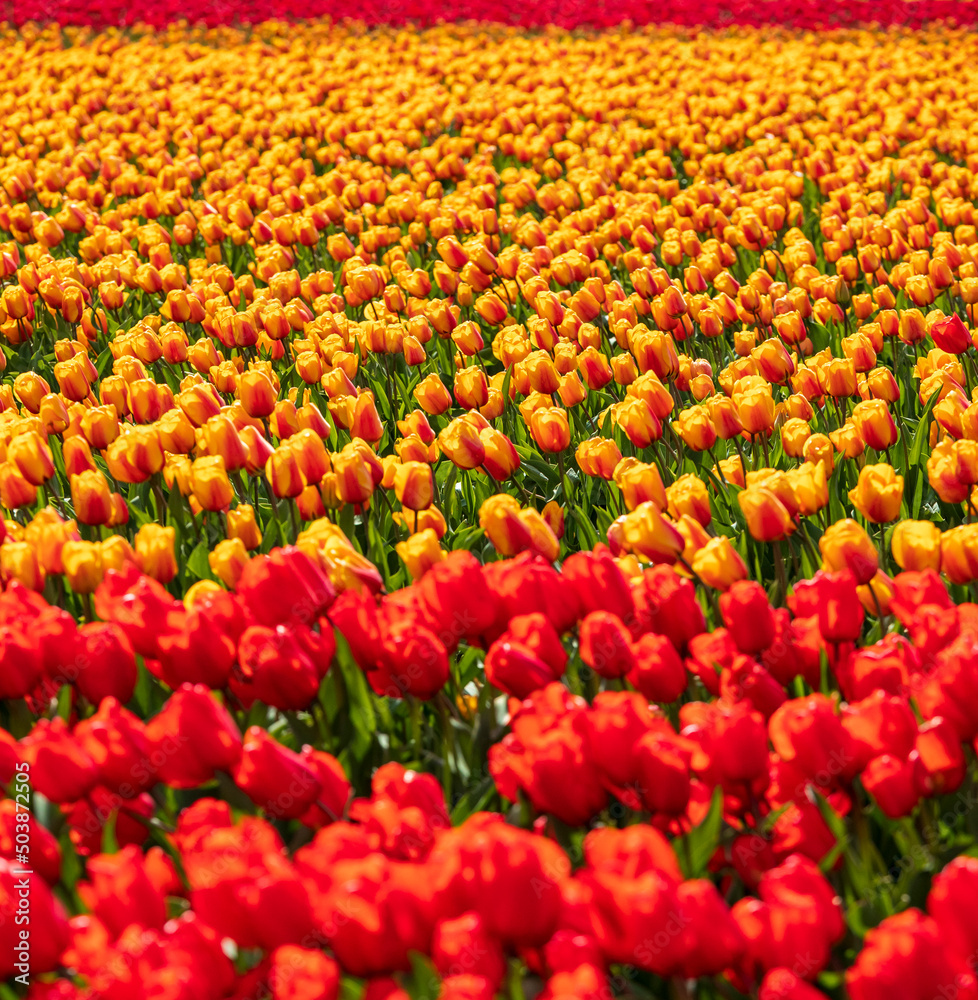 vibrant tulips in variety of colors in Skagit Valley in Washington State during the spring season vibrant tulips in variety of colors in Skagit Valley in Washington State during the spring season