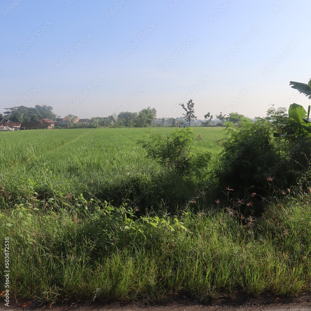 rice field rice field