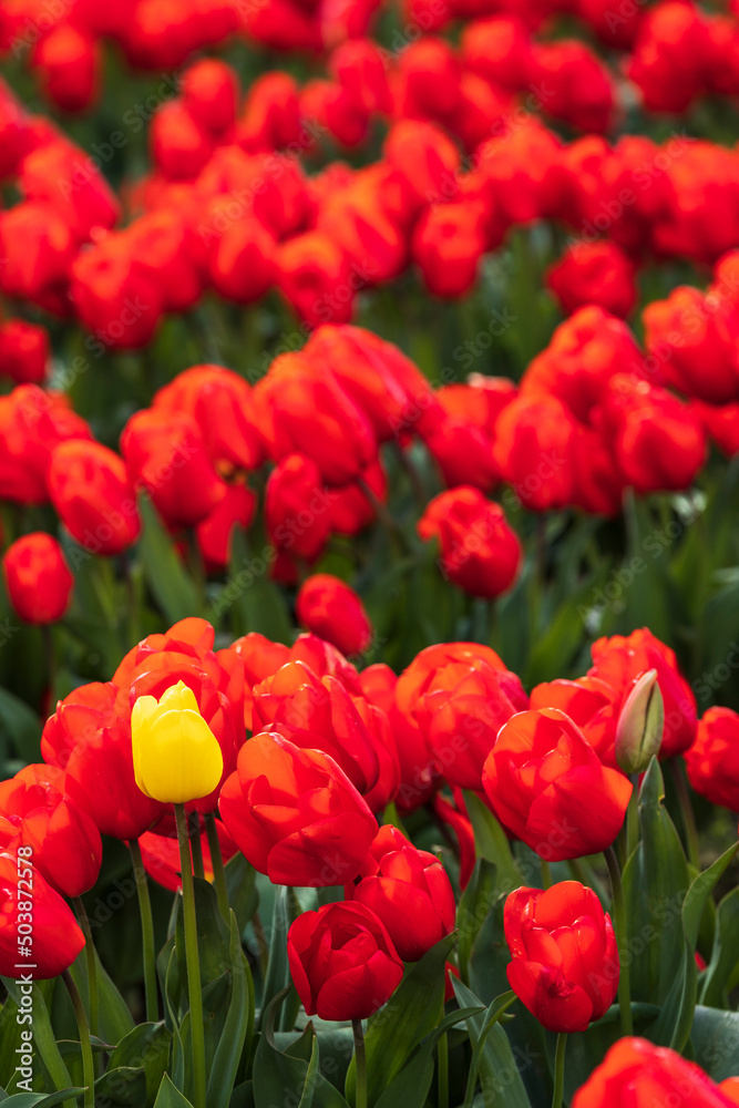 A lone yellow tulip stand out against red tulips.vibrant tulips in variety of colors in Skagit Valley in Washington State during the spring season. A lone yellow tulip stand out against red tulips.vibrant tulips in variety of colors in Skagit Valley in Washington State during the spring season.