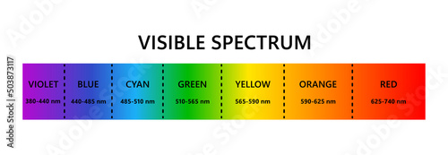 Visible light spectrum. Optical light wavelength. Electromagnetic visible color spectrum for human eye. Vector gradient diagram with wavelength and colors. Educational illustration on white background