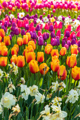 vibrant tulips in variety of colors in Skagit Valley in Washington State during the spring season