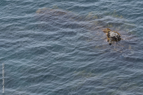 spider on the water