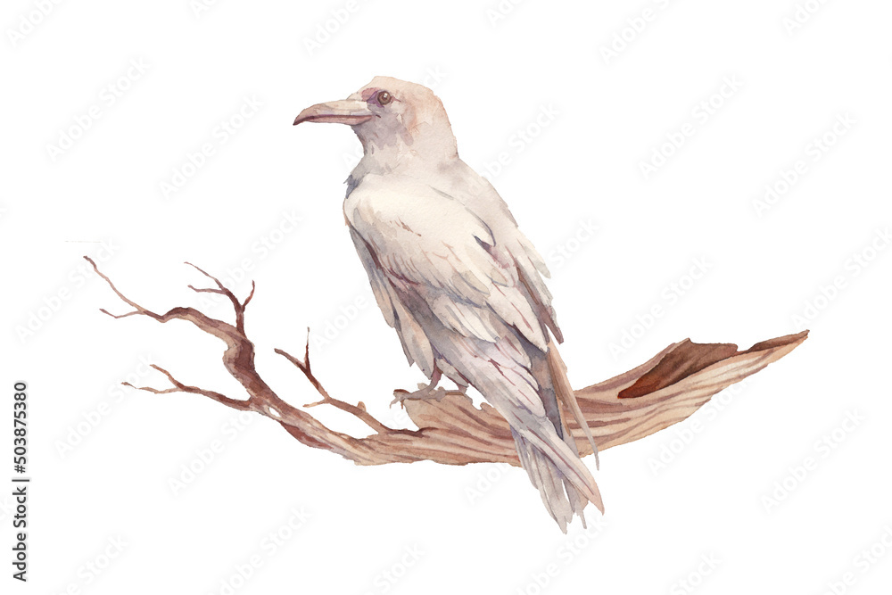 Watercolor white raven illustration. Fairytale style bird artwork. Woodland fantasy image
