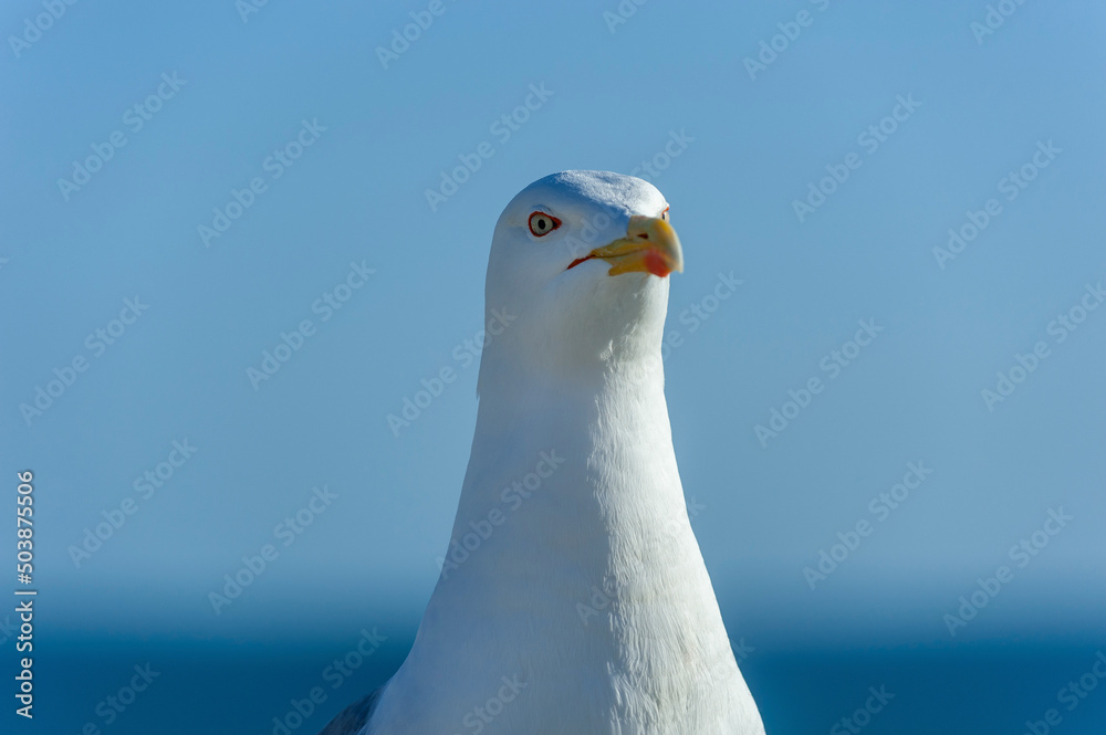 Yellow-legged Gull (Larus michaellis) on the Algarve in Portugal Yellow-legged Gull (Larus michaellis) on the Algarve in Portugal