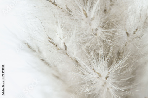 Fluffy dried tiny beige flowers romantic wallpaper backdrop with light background