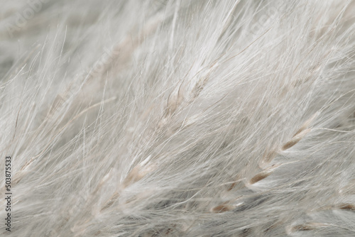 Fluffy dried tiny beige flowers branches with seeds forromantic wedding retro invitation wallpaper or vintage backdrop