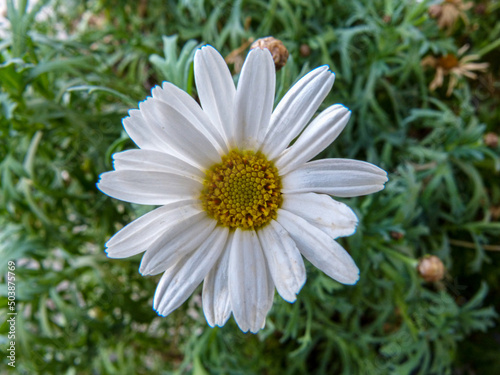 Blooming common daisy in a garden