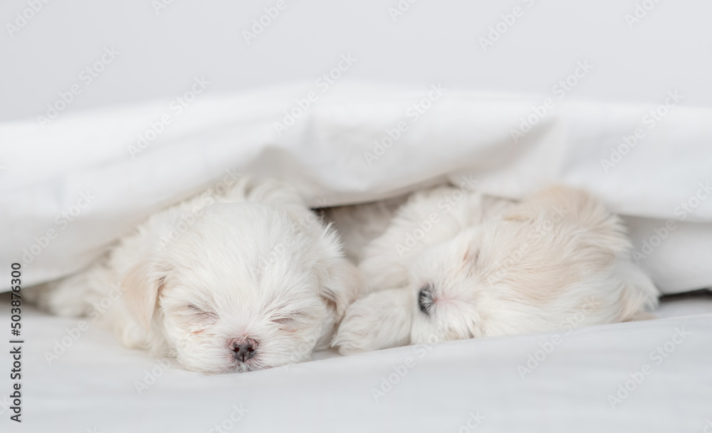 Two tiny white Maltese puppies sleep under warm blanket on a bed at home Two tiny white Maltese puppies sleep under warm blanket on a bed at home