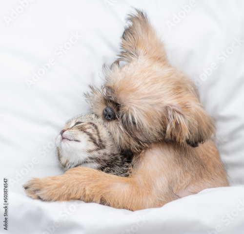 Lovely Brussels Griffon puppy hugs tiny tabby kitten under white warm blanket on a bed at home. Top down view
