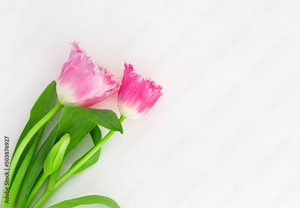 three tulips on a white background with a copy of the space three tulips on a white background with a copy of the space