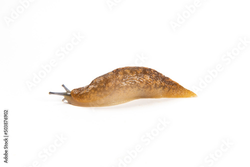 Limax maximus,brown slug isolated on white background. photo