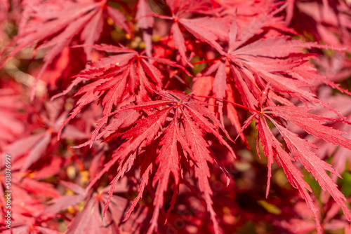 Acer Palmatum de Inaba Shidare, red flowers in the Iturraran Natural Park, Basque Country
