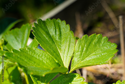 leaf of a strawberry