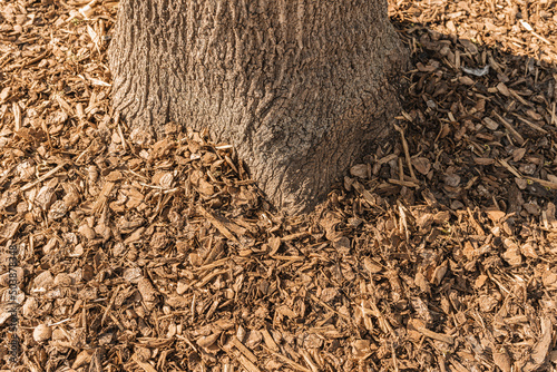 Mulching soil with wood chips and bark under trees photo