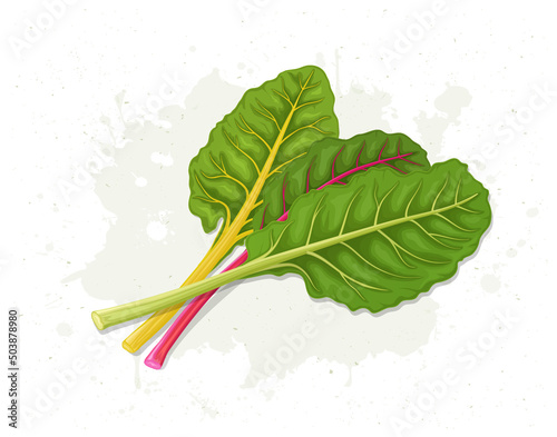 Green leafy vegetable Swiss chard vector illustration