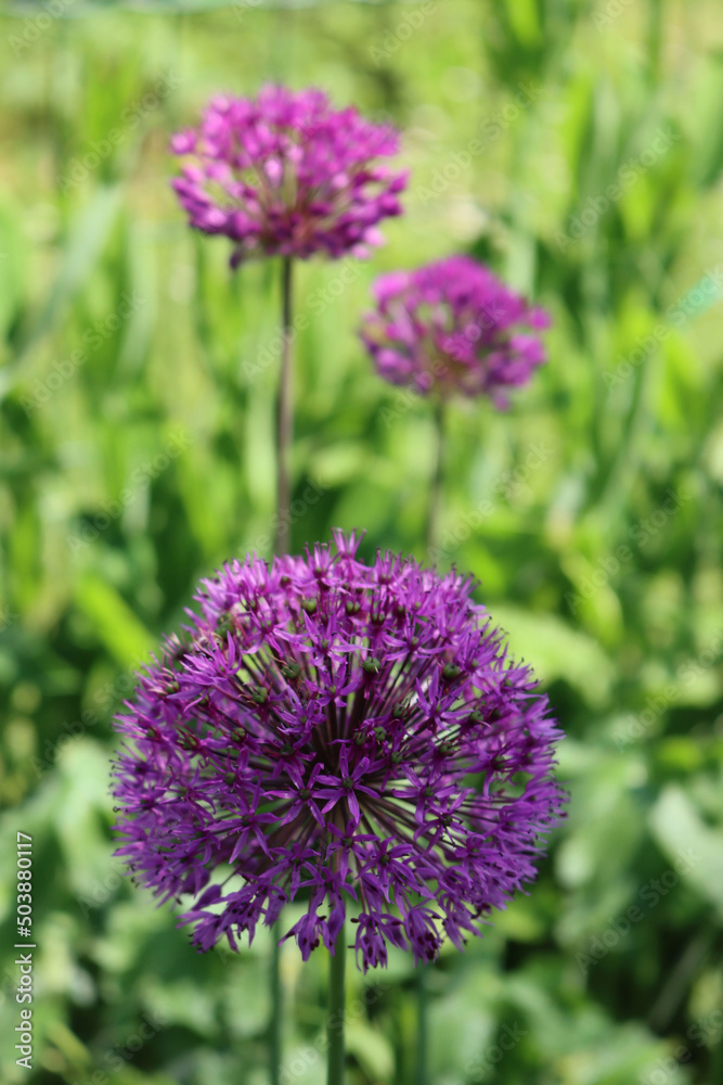 Allium 'Purple Sensation' in bloom in the garden on springitme. Ornamental Allium Giganteum Allium 'Purple Sensation' in bloom in the garden on springitme. Ornamental Allium Giganteum